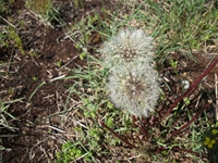 Monte_Nero_degli_Zappini - 20110529 109.jpg